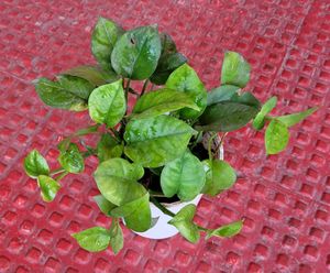 Ever Green Money Plant &amp; pot