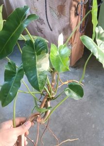 Variegated Philodendron burl marx Plant