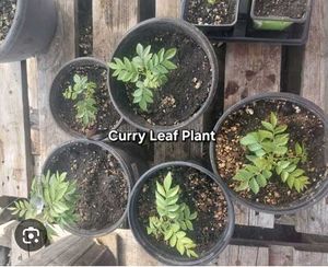 Young Curry Leaf Seedling (ONE)