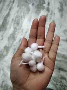 500 Classic Puja wicks with outstanding quality