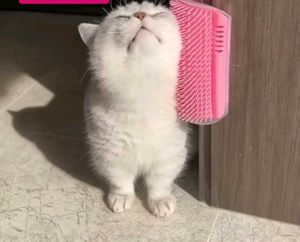 Cat Self Grooming Corner Brush