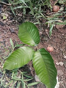 Mango Plant