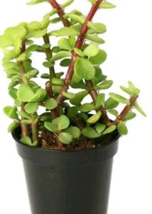 Beautiful 3 Plants For ₹100