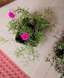 Pack 2.Portulaca grandiflora &amp; Pilea Depressa Pla