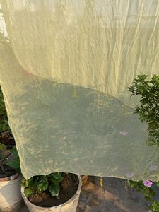 Elegant Light Yellow Dupatta