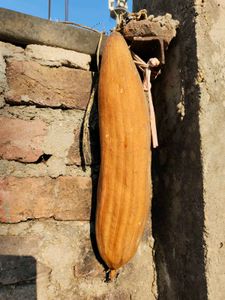 Natural Loofah