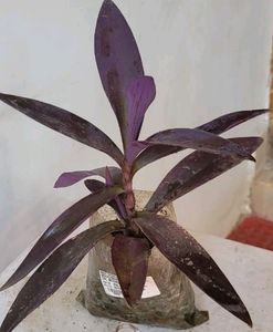 Purple Heart ❤️ Plant 🌵