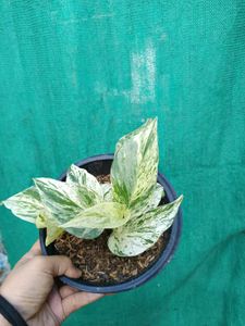Marble Money Plant