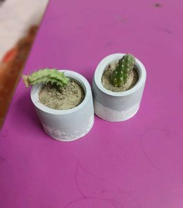 Cute Mini Cactus Pots Set