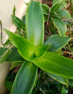 combo of 4 plant