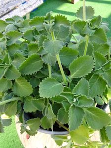 Mexican mint plant