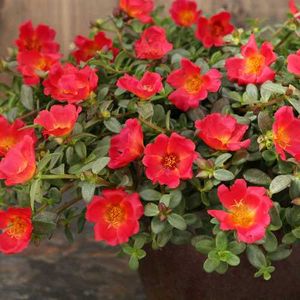 combo of portulaca and money plant
