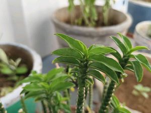 Lush Green Houseplant