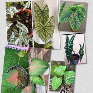 6 Caladium alocasia Plants combo
