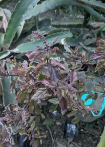BLACK TULSI