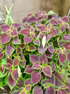 coelus plant