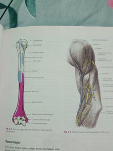 Cunningham Anatomy
