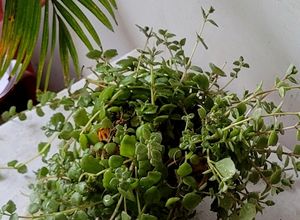 Pilea Depressa/Plant