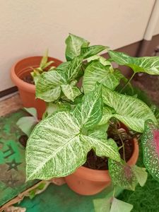 Plant -Syngonium.... Green N White Va