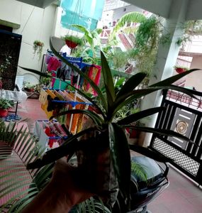 Pack 2 🌱.Pandanus veitchii &amp; Moses Plants 🌿&amp; Pot