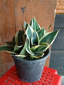 Snake Plant (1year+)