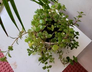 Pack 2 turtles &amp; Pilea Depressa Plant🪴&amp; Pot