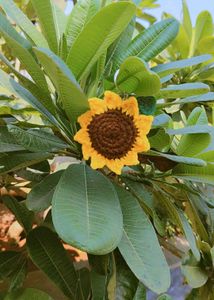 Handmade Crochet Sunflower Hair Clip