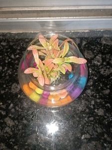 Decorative Glass Bowl with Colorful Stones