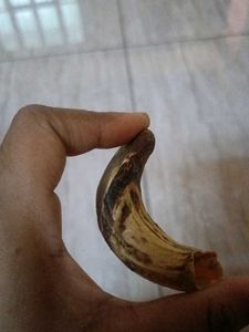 Vintage Wild Boar Tusk Pendant