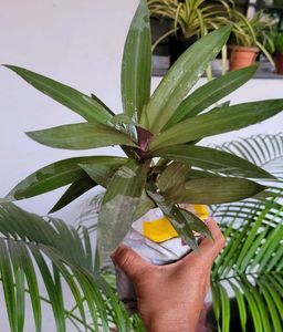 Moses in the Cradle Plant 🪴