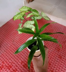 Pack 2 Callisia Fragrans&amp; Arrowhead Plants &amp; pot