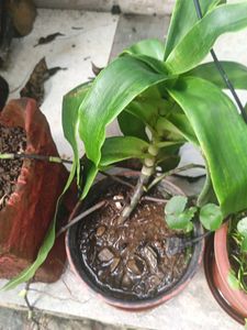 Basket Plant ( A Small Sapling)
