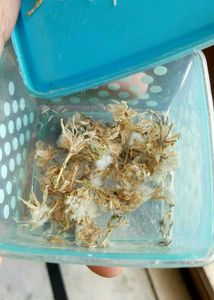 Plant Sprouts