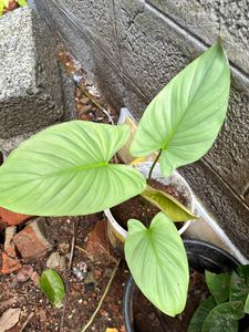 Homalomena silver same healthy plant