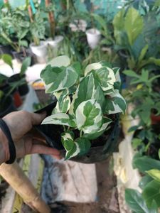 Money Plant N' Joy