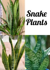Big Bundle Of Plants And Seeds