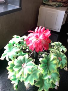 Flower Show