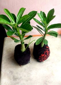 Healthy Adenium Combo