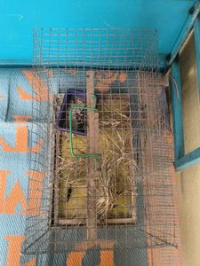 Pet Cage