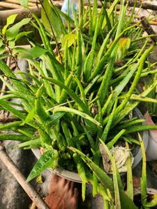 Healthy Aloe Vera 🌵🌵☘️