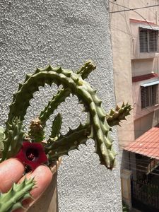 Huernia succulent:  Plant with Star flowers