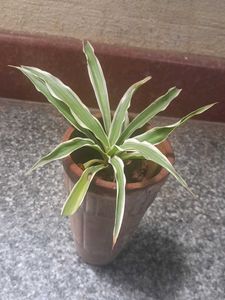 Variegated Real Plants Combo