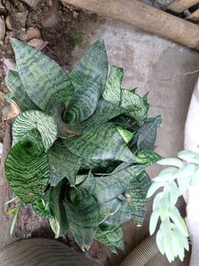 Snake Plant