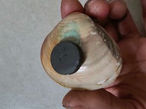 Ocean Resin Seashell Fridge Magnet