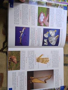 Children's Illustrated Encyclopedia of Alphabets