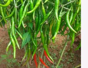 Seeds Chilli