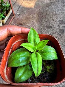 Cute Potted Baby Sunrose Plant
