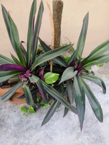 reho plant
