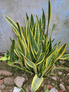 plants