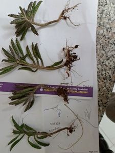 Devil's Backbone/ Mother Of Millions